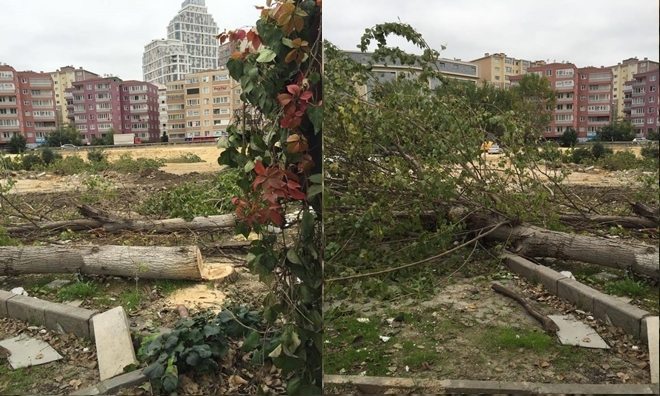   Bizimkent Köprülü Kavşak İnşaatında Ağaç Katliamı 