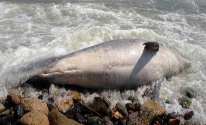 Avcılar`da Ölmüş Yunus Balığı Karaya Vurdu
