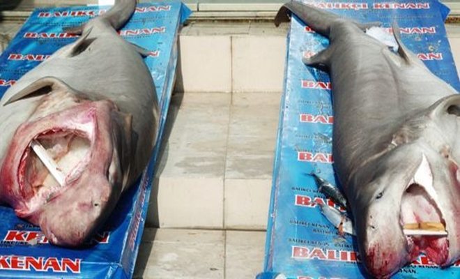 Marmara` da İki Adet Köpekbalığı Yakalandı