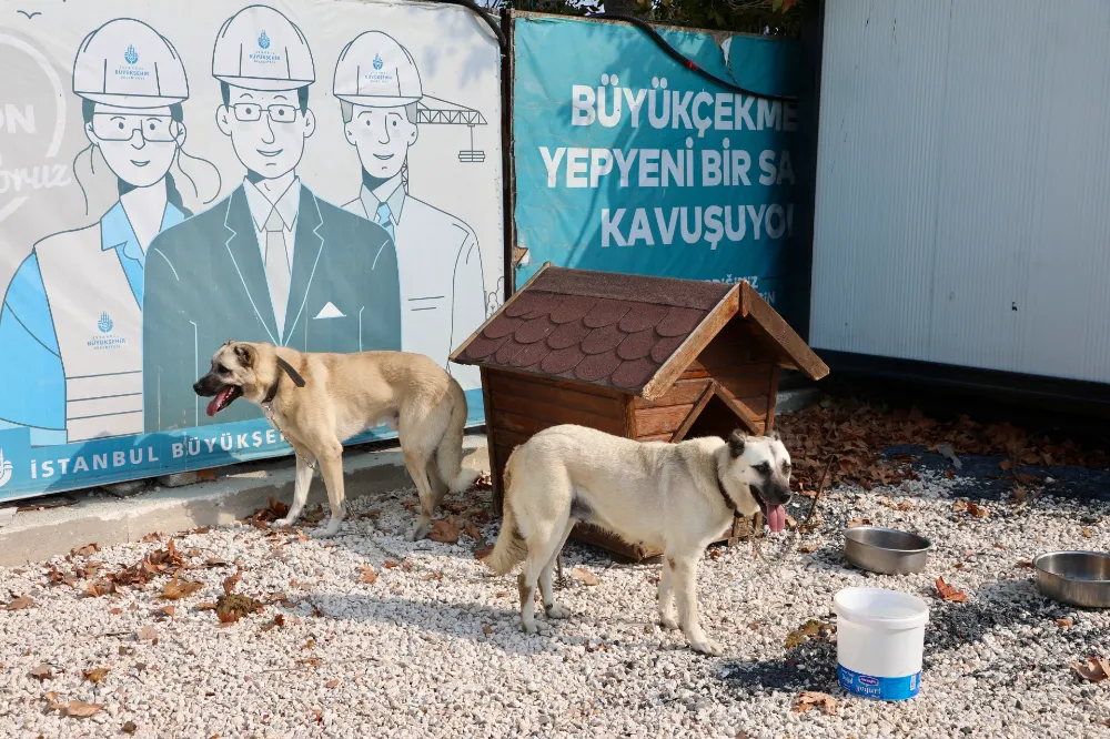 176 sokak köpeği bekçi köpeği oldu!