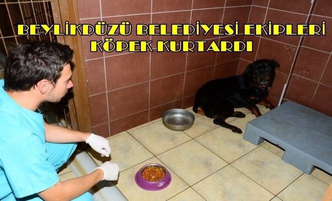 Köpeği Yangından Belediye Ekipleri Kurtardı