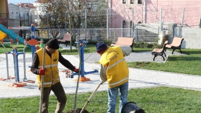 Büyükçekmece Ceviz Ağaçları ile Donatılıyor