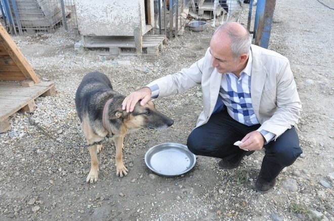 Büyükçekmece`den Mudurnu`ya yaralı köpek seferberliği