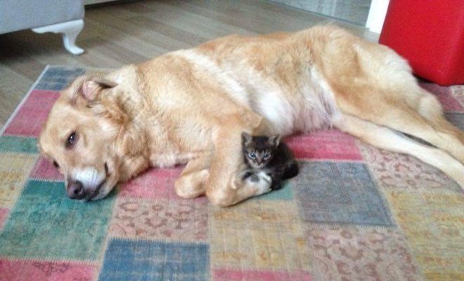 Beylikdüzü`nde Bir Köpek Yavru Kediye Annelik Yapıyor