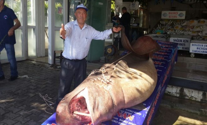 Yılın  İlk Jawsı Yakalandı